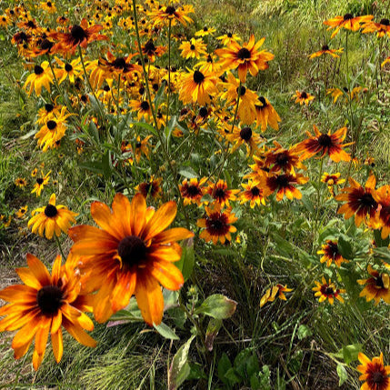 Orange & Bronze Shades Rudbeckia CO