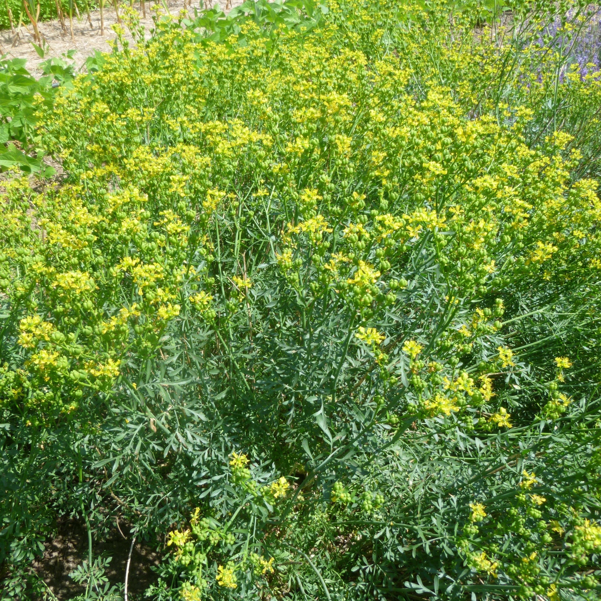 rude plant seeds Rue Herb – BC Eco Seed Co-op