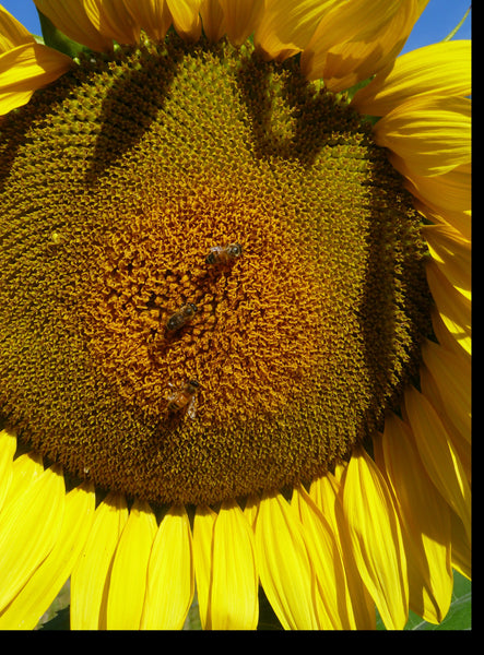 Russian Mammoth Sunflower