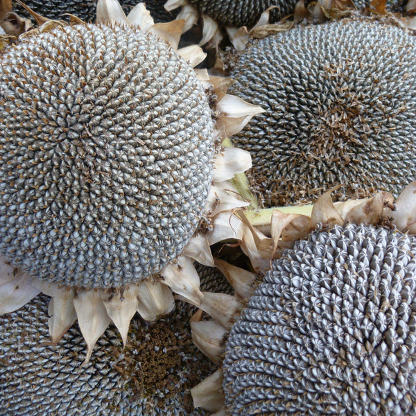 Russian Mammoth Sunflower