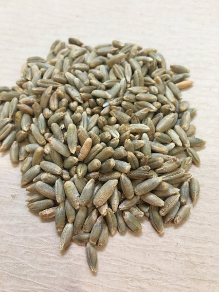 Dark Northern Rye CO