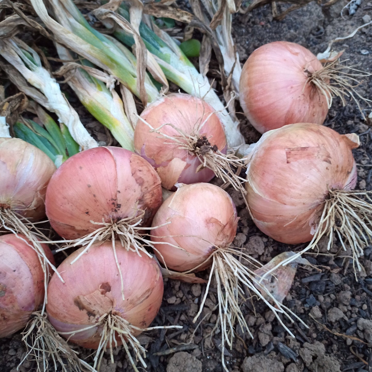 Sabotka Shallot