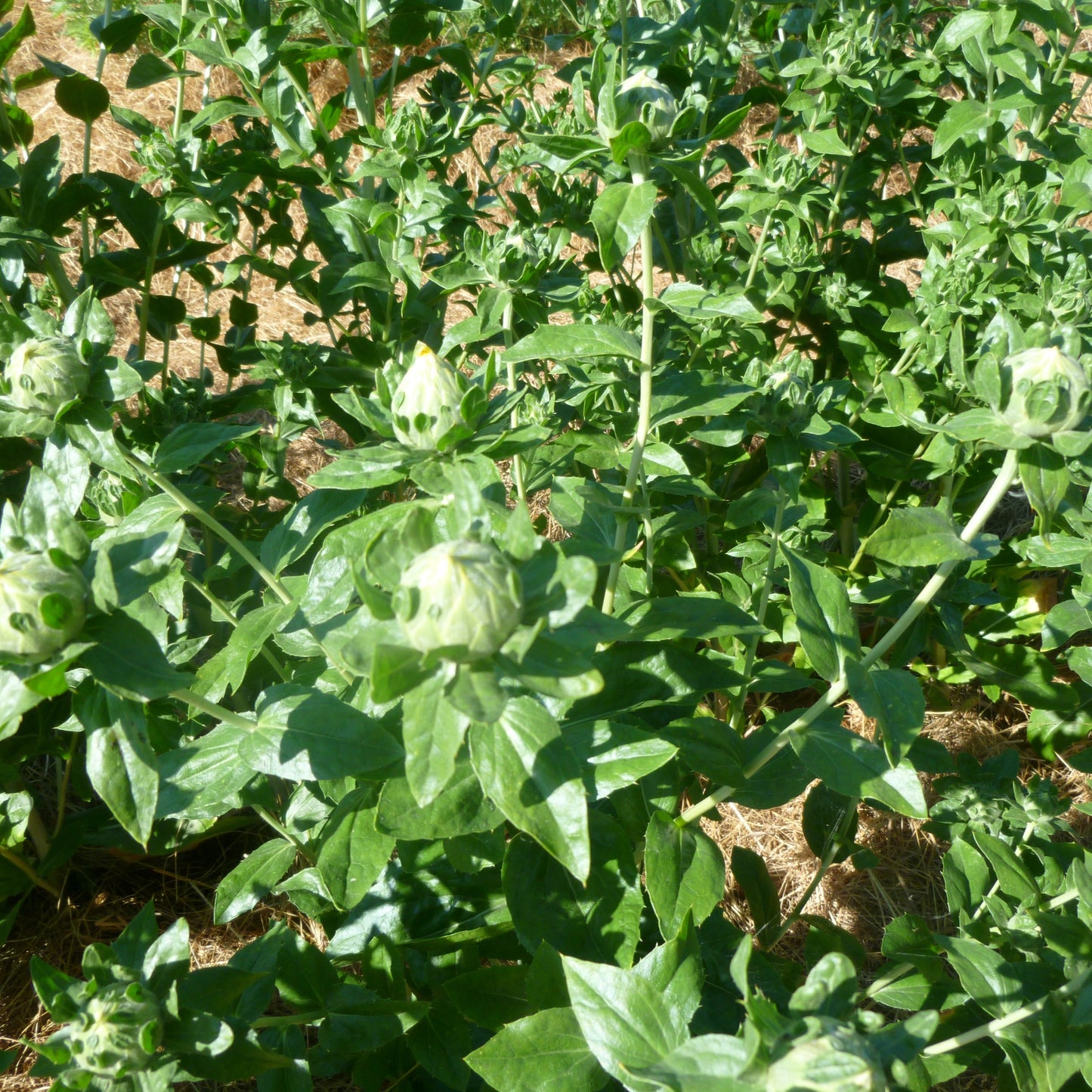 Safflower