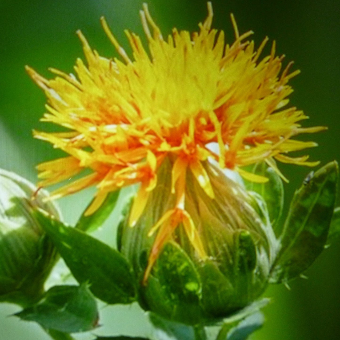 Safflower