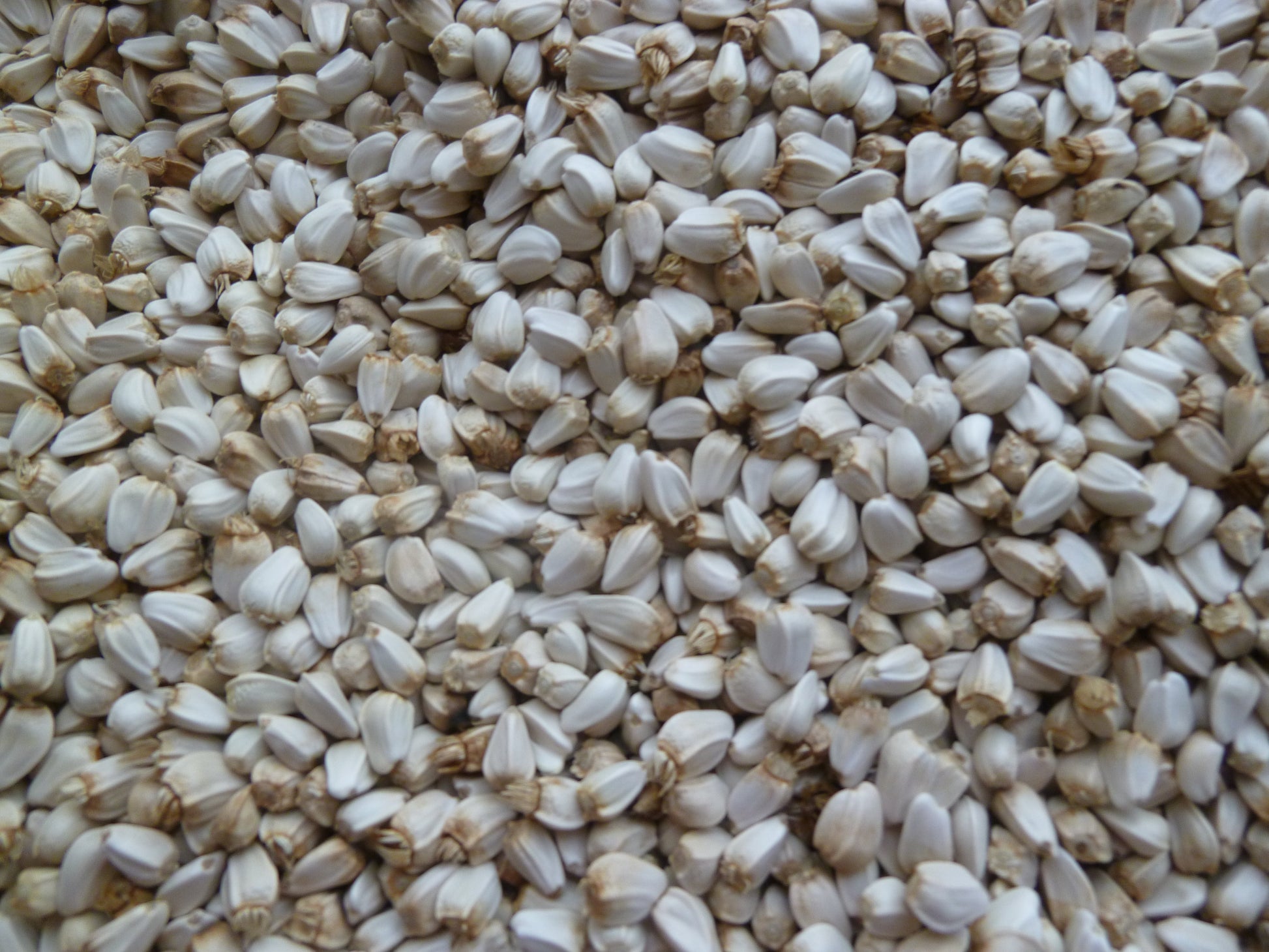 plant safflower seeds Safflower – BC Eco Seed Co-op