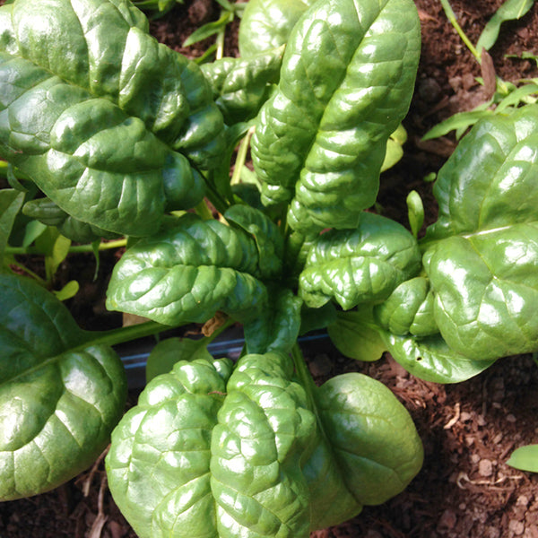 Baby spinach growing