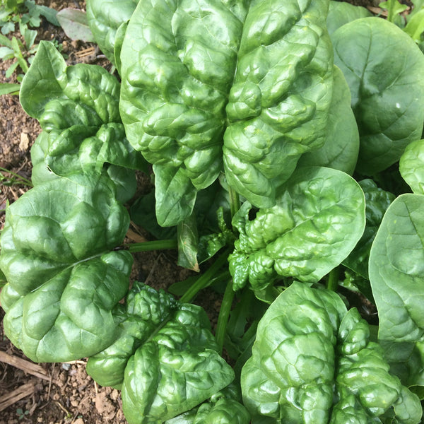 Bloomsdale Savoy Spinach CO