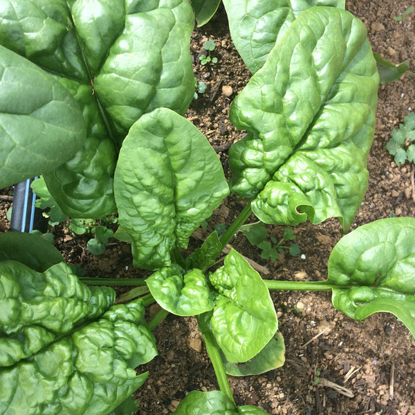 Bloomsdale Savoy Spinach CO