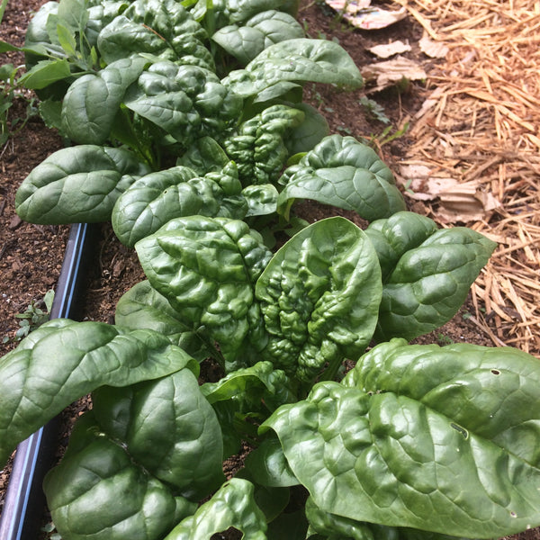 Bloomsdale Savoy Spinach CO