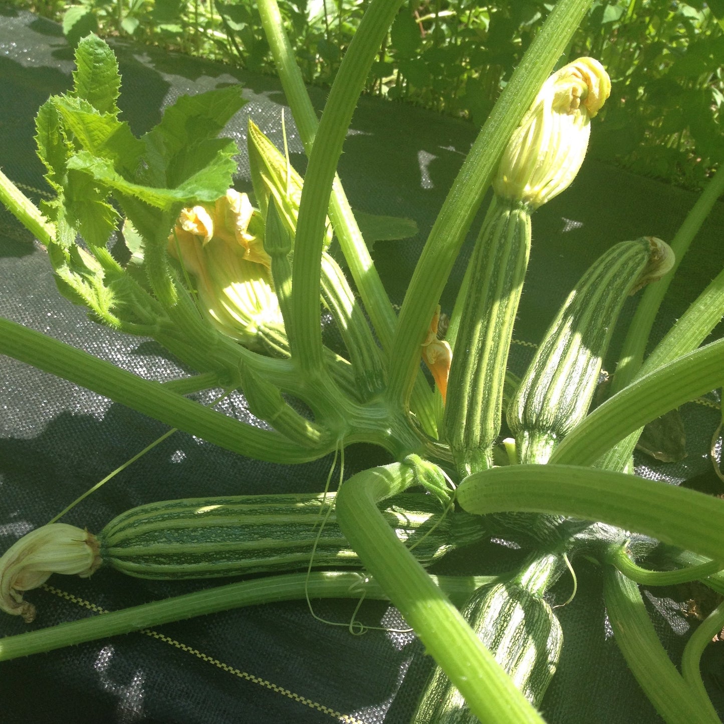 Costata Romanesco Squash CO