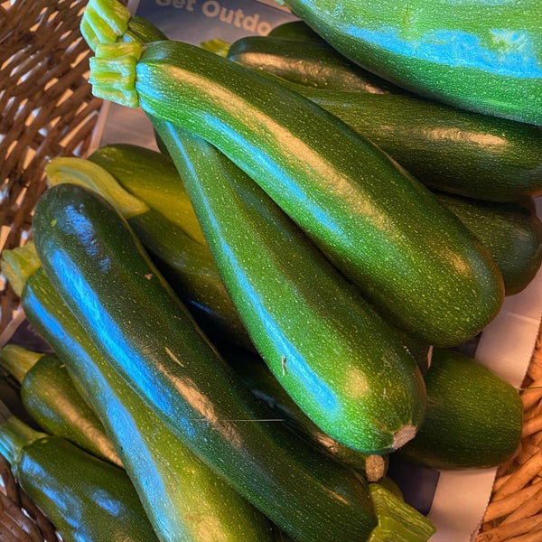 Dark Star Zucchini CO