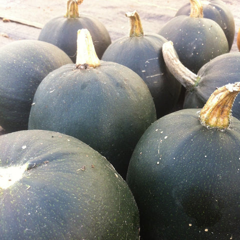 Gem Squash CO - FFCF