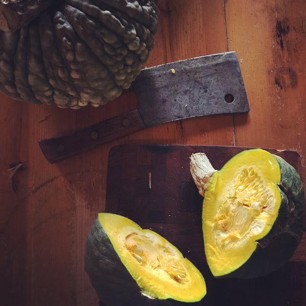 Marina Di Chioggia Squash CO