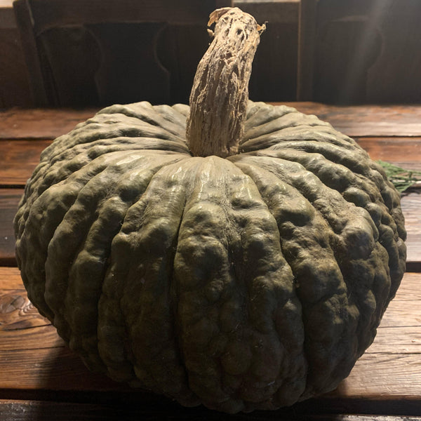 Marina Di Chioggia Squash CO