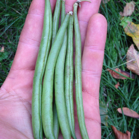 Straight and Narrow Bush Bean CO