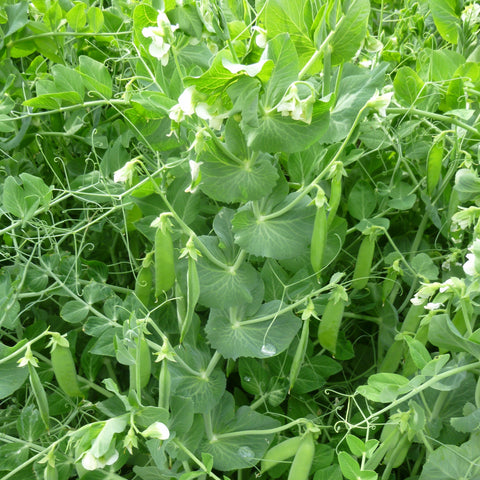 Summer Bush Pea