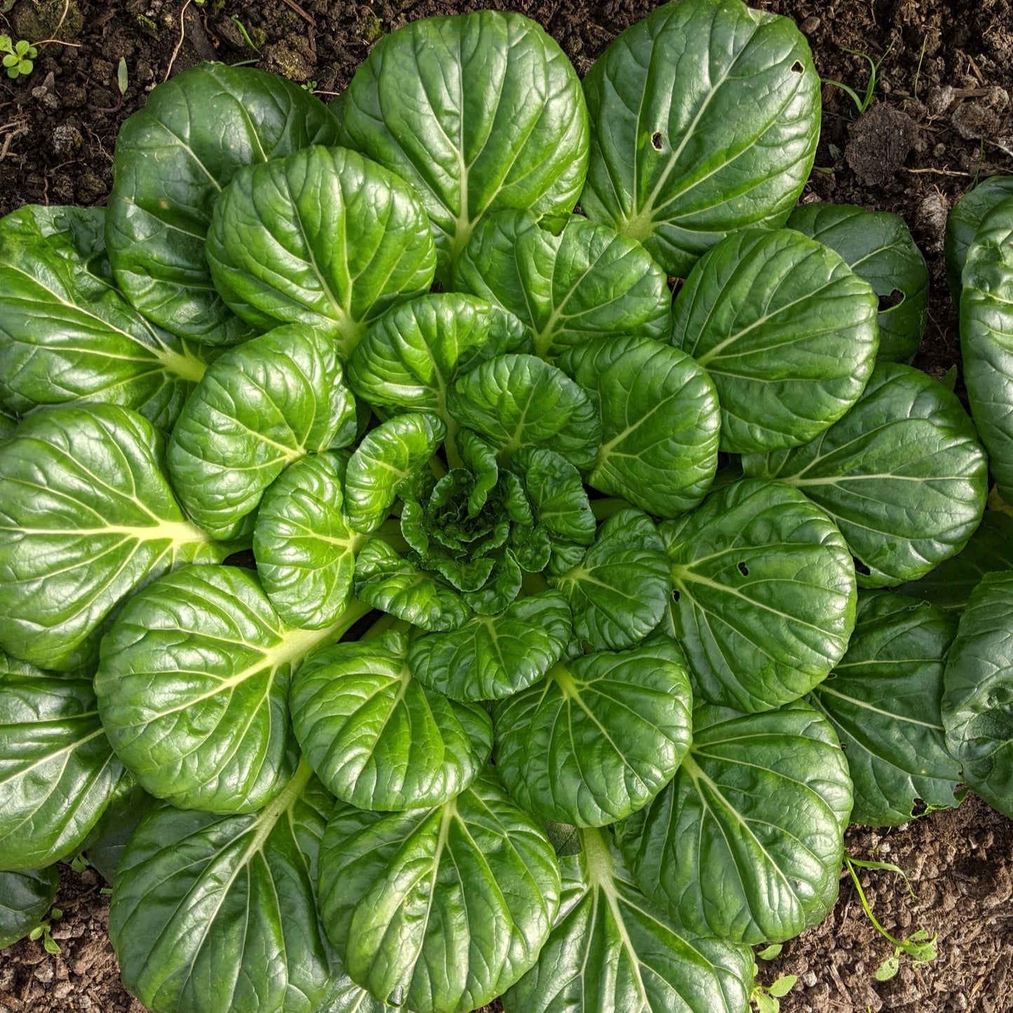 Tatsoi