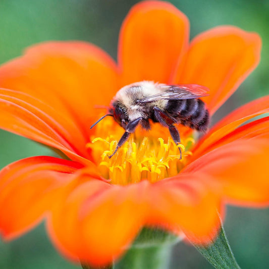 Tithonia