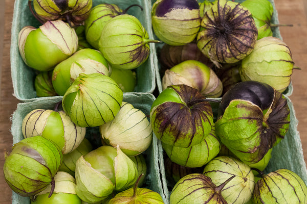 Purple Striped Tomatillo TO