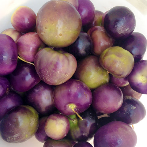 Purple Tomatillo CO
