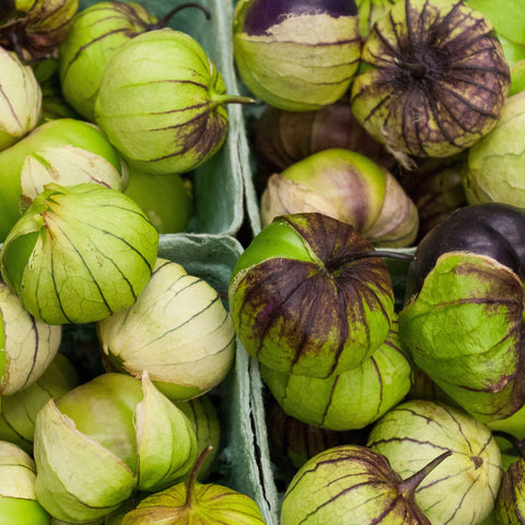 Purple Striped Tomatillo TO