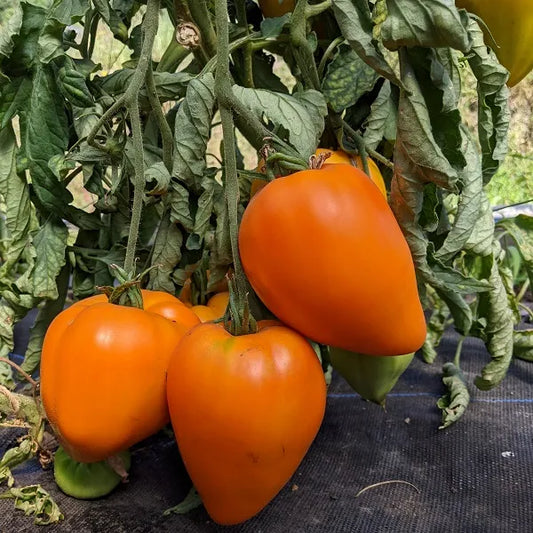 Orange Strawberry