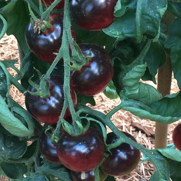 Blueberry Tomato CO