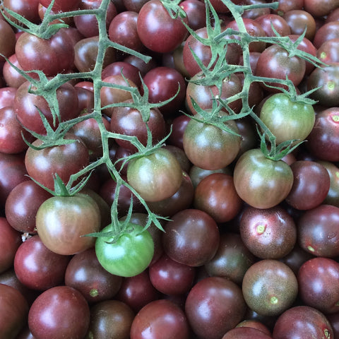 Chocolate Cherry Tomato CO
