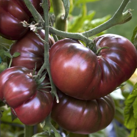 Black Krim Tomato CO