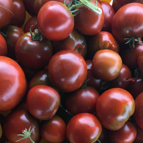 Black Prince Tomato CO