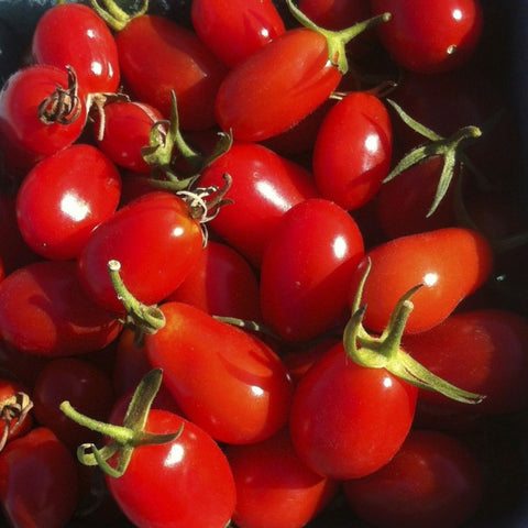 Elfin Cherry Tomato CO
