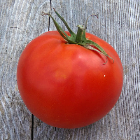 Nepal Tomato CO