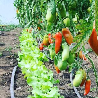 Opalka Tomato CO