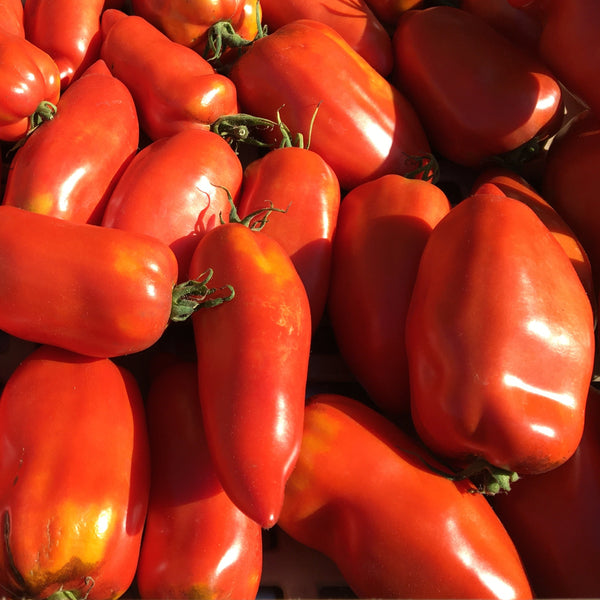 Opalka Tomato CO