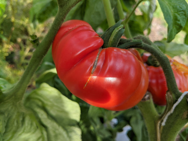 Pruden's Purple Tomato