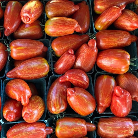 Speckled Roman Tomato CO - Bright Farm