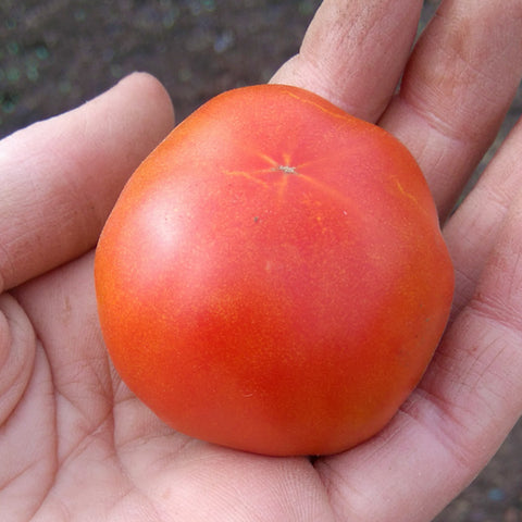 Stupice Tomato CO