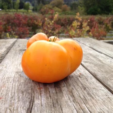 Yellow Brandywine Tomato CO