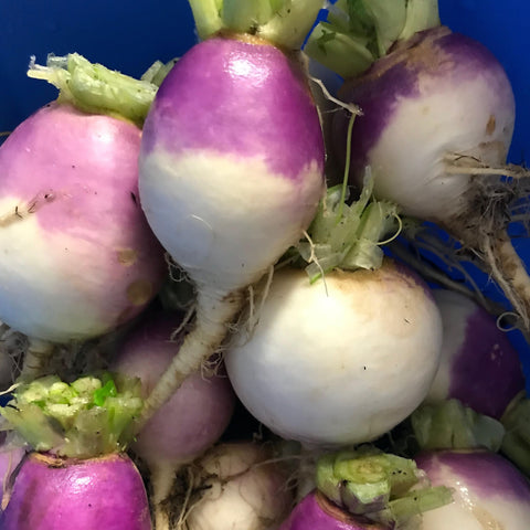 Purple Top Turnip CO