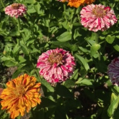 Peppermint Stick Zinnia