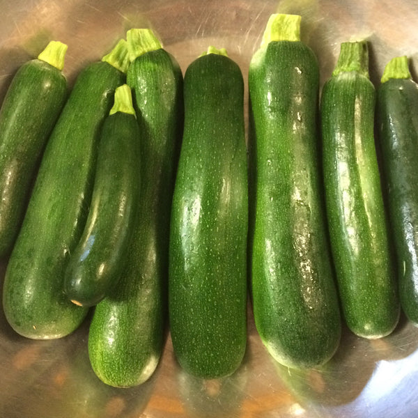 Dark Star Zucchini CO
