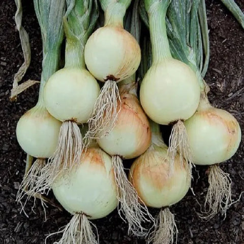 Ailsa Craig Onion CO