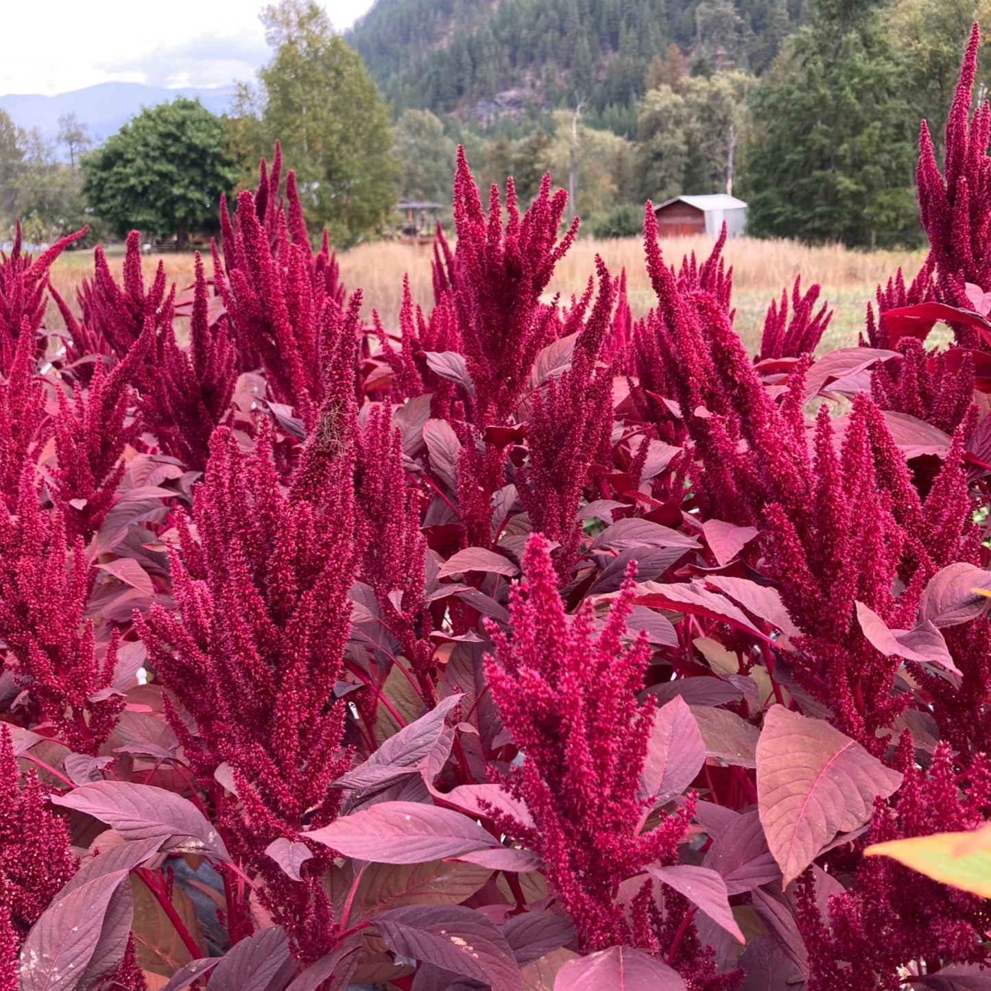 Velvet Curtains Amaranth Seeds Cut Flowers Bouquet Dried Flowers