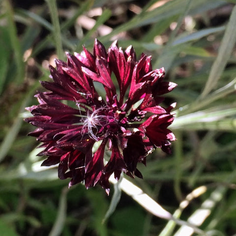 Midnight Boy Bachelor's Button CO