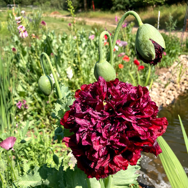 Black Peony Poppy CO