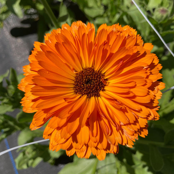 Cut Flower Mix Calendula CO