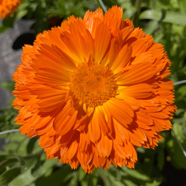 Cut Flower Mix Calendula CO