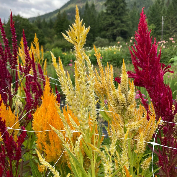 Pampas Plume Mix Celosia CO