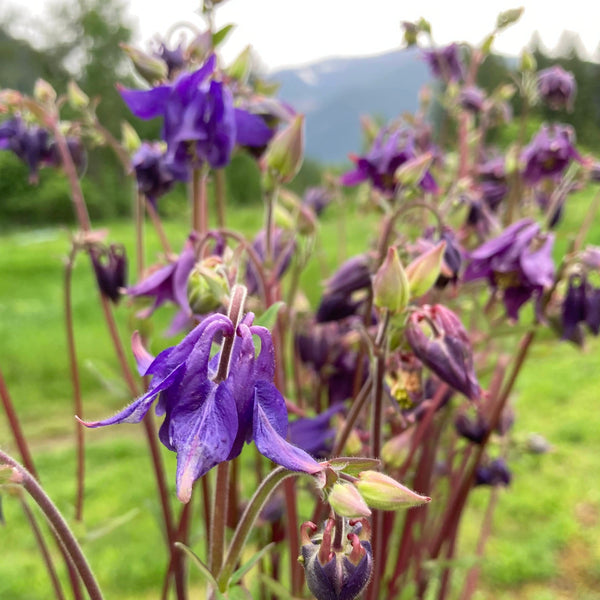 Farm Mix Columbine CO
