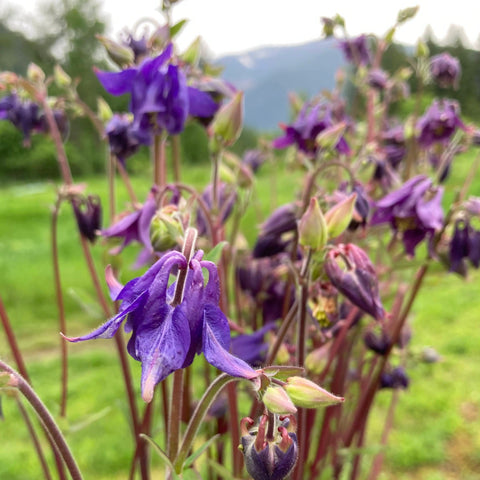 Farm Mix Columbine CO